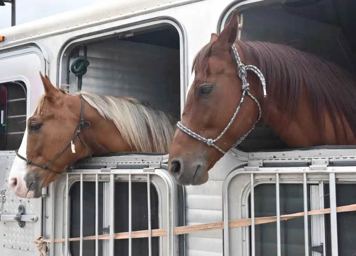 two horses with their heads hanging out of stalls on a horse carrier truck