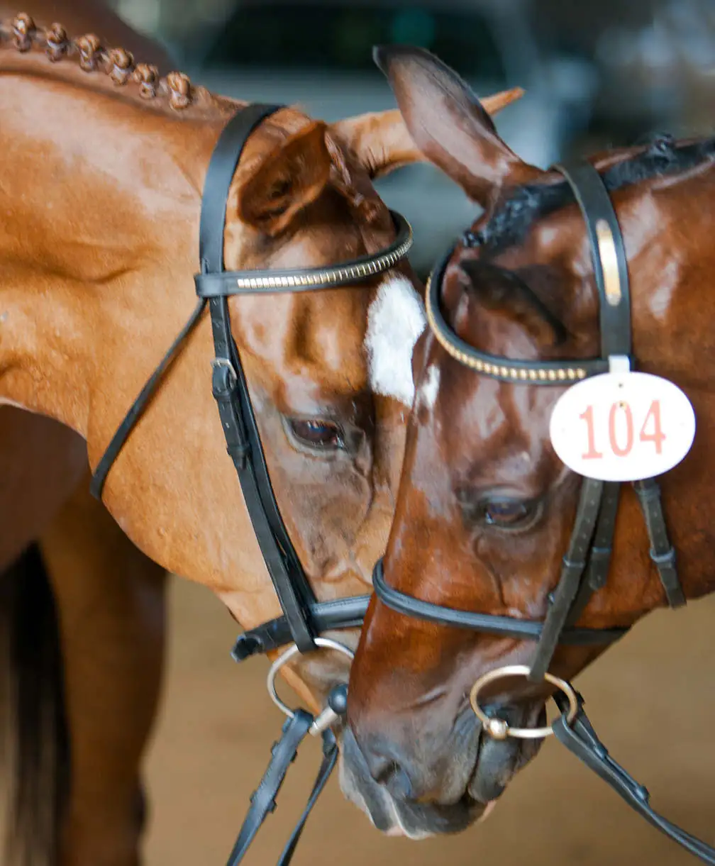 two horses with braids sniffing eachothers snouts