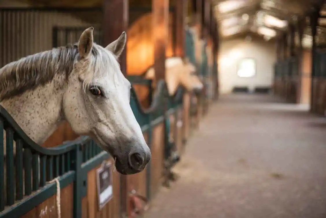 white horse with head hanging over stall door in barn