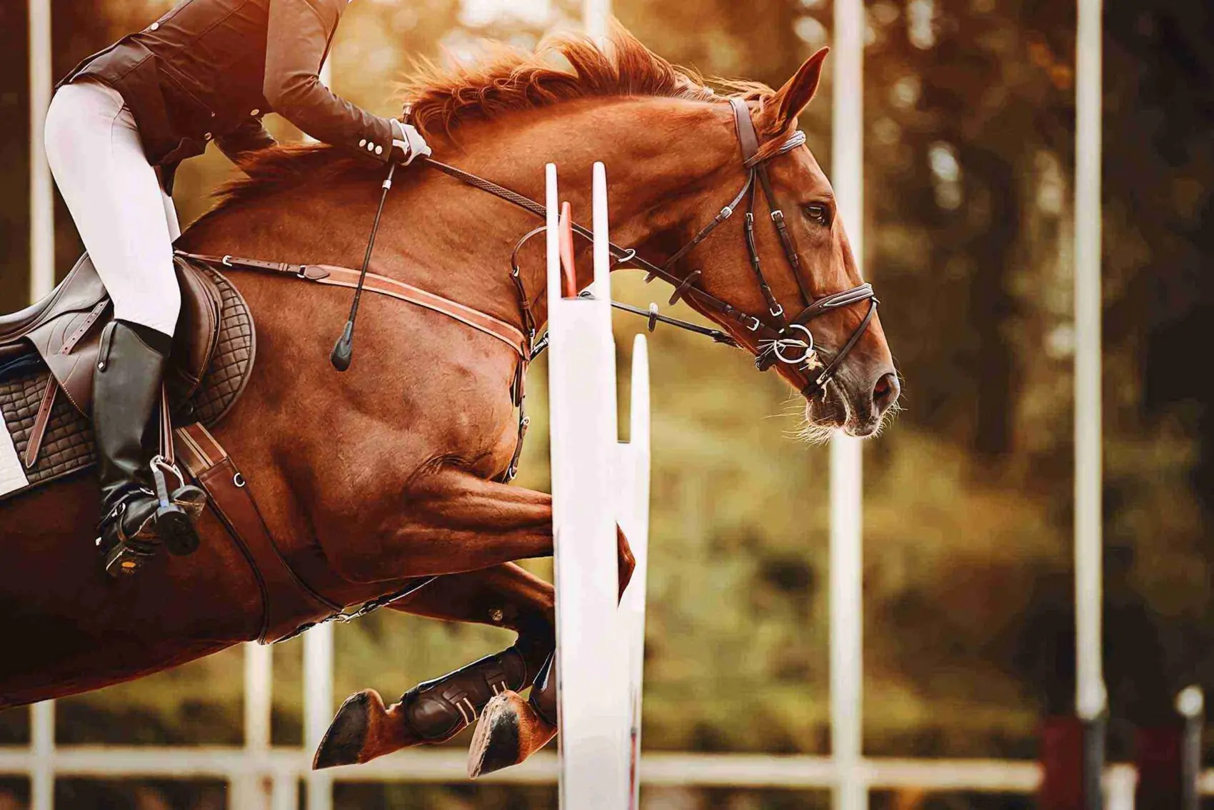 jockey riding horse as it jumps over an obstacle on a course