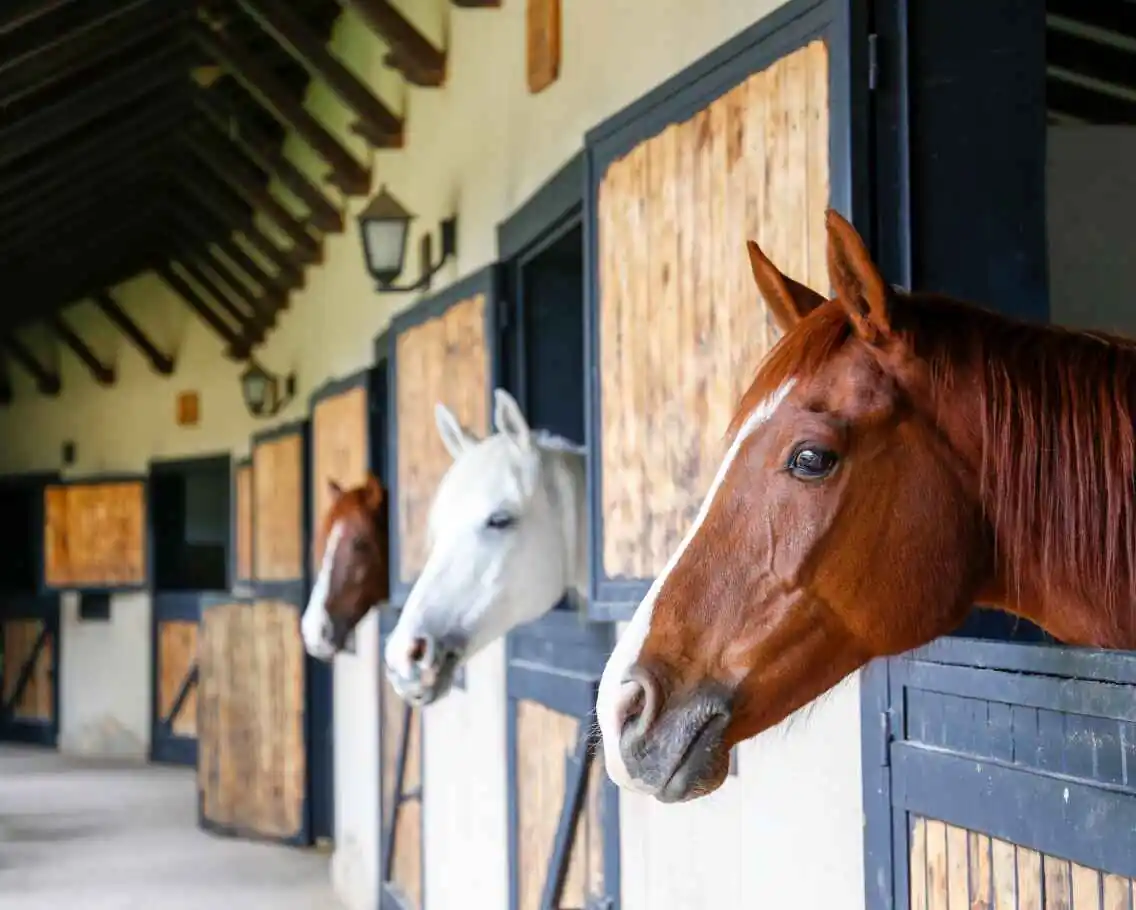 3 horses in their stalls with their heads hanging over the doors