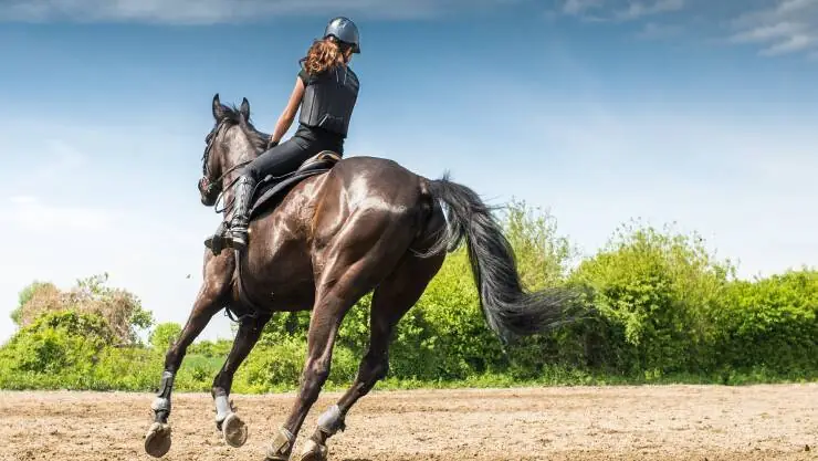 brown horse being with a girl rider