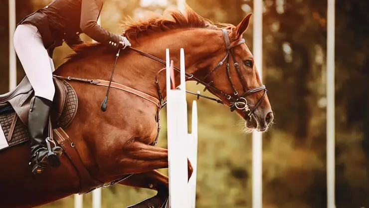 chestnut brown horse going over a jump with a jockey on its back