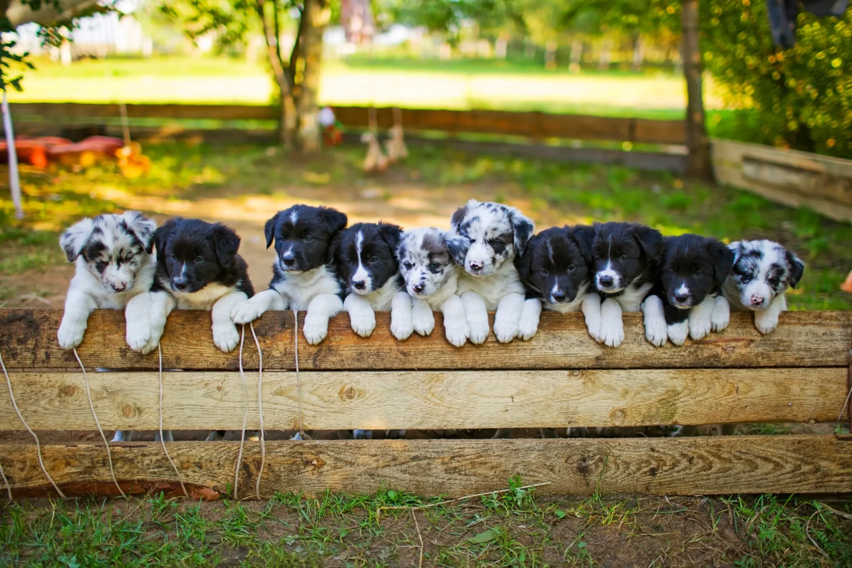 Border collie puppies posing outside. Puppies are especially vulnerable & pet insurance can help protect them.