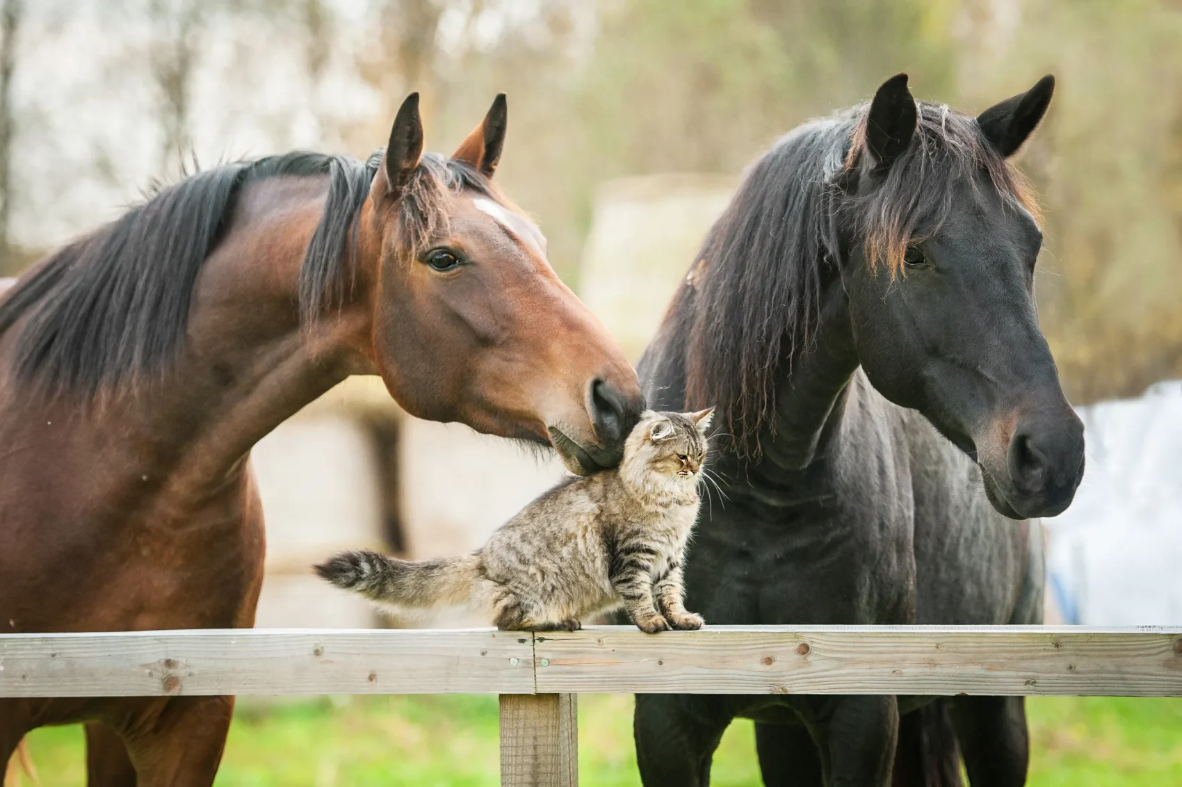 Two horses with brown tabby cat sitting on a fence rail. Marshall+Sterling insures horses, cats & dogs. 