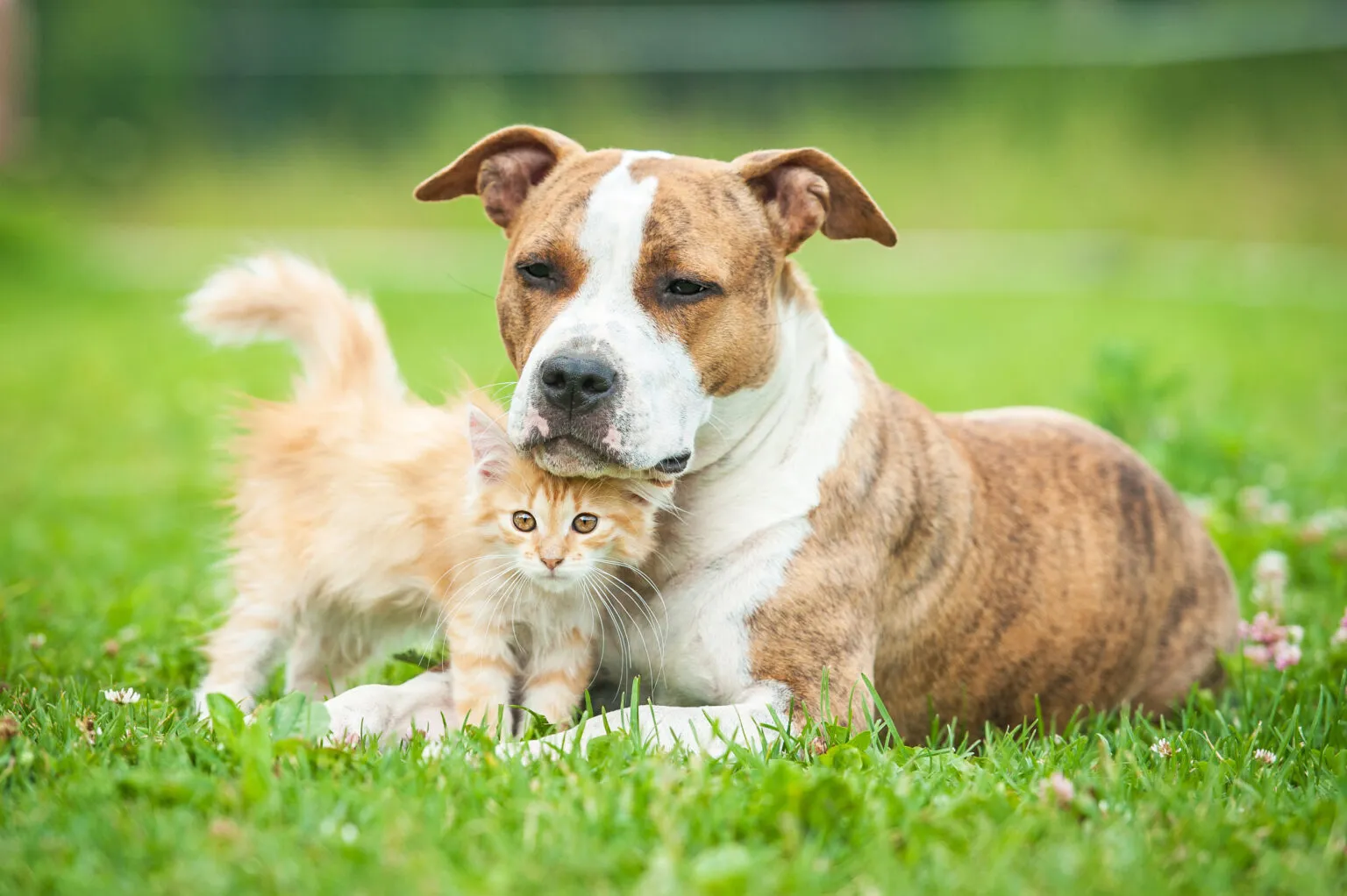 Adult dog lays in the grass protecting orange tabby kitten. Pet insurance can help protect them both