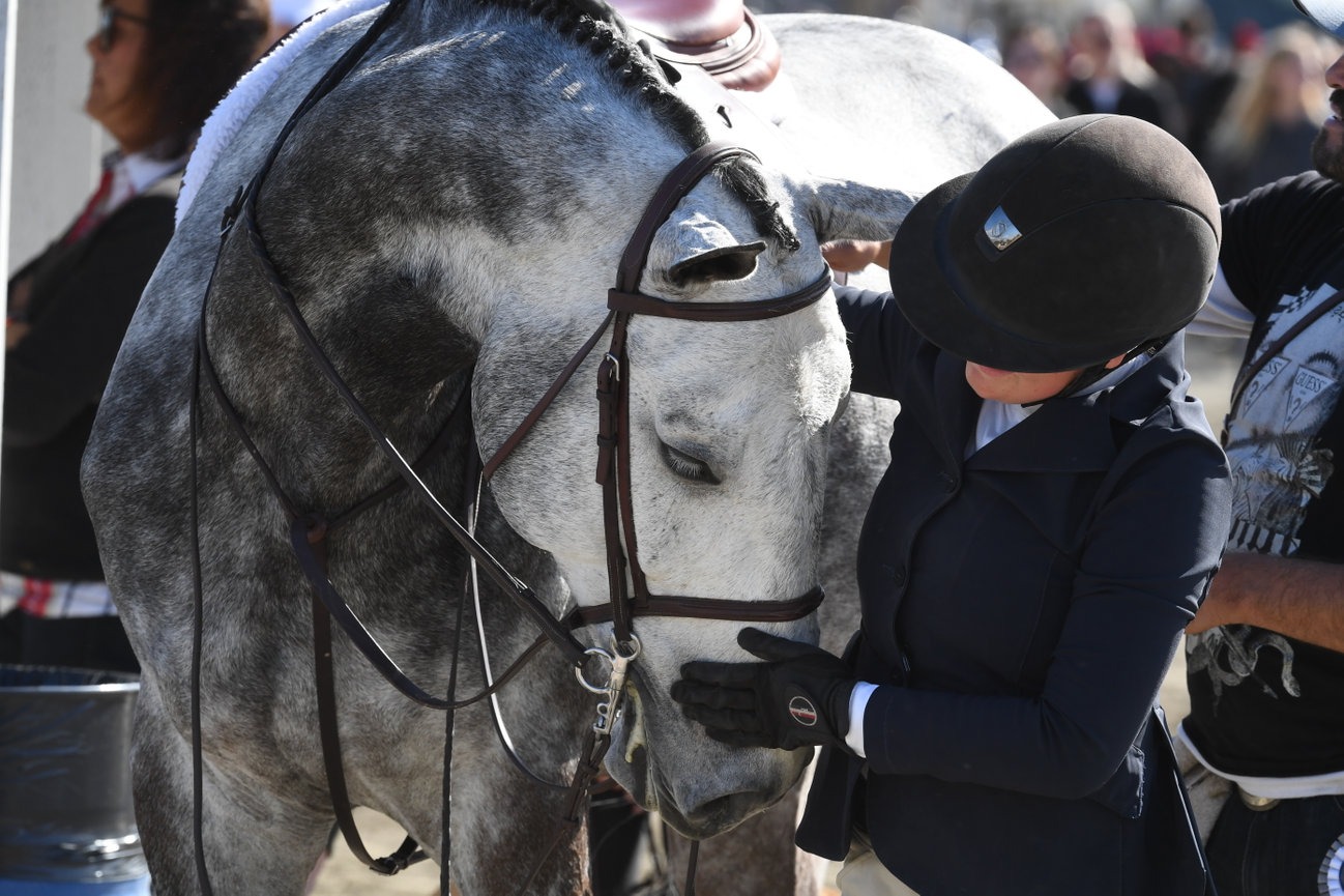 Rider patting gray horse outside of arena at a horse show