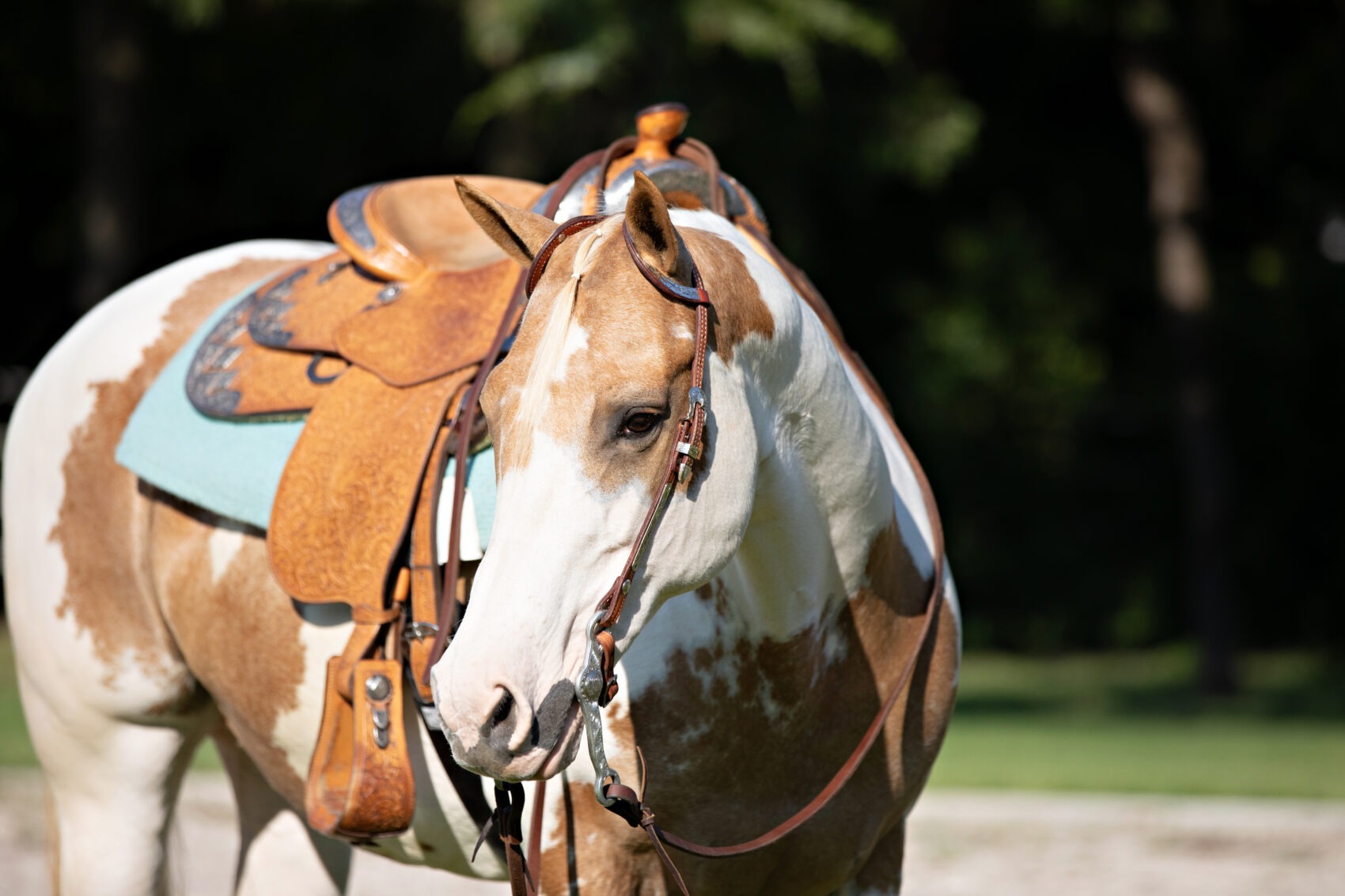 How much does it cost to insure a Paint horse