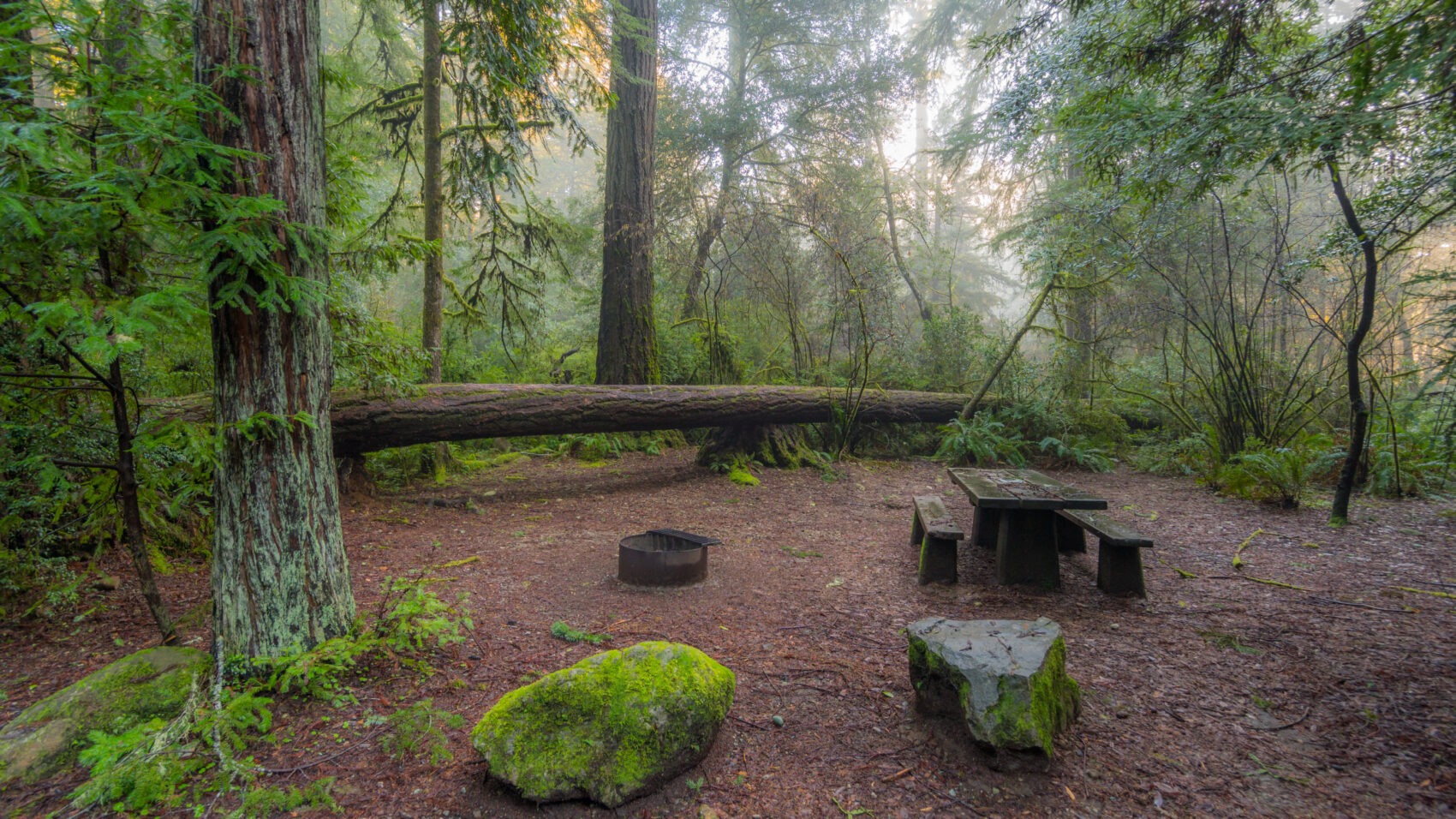 Fallen tree limb near campsite after a storm
